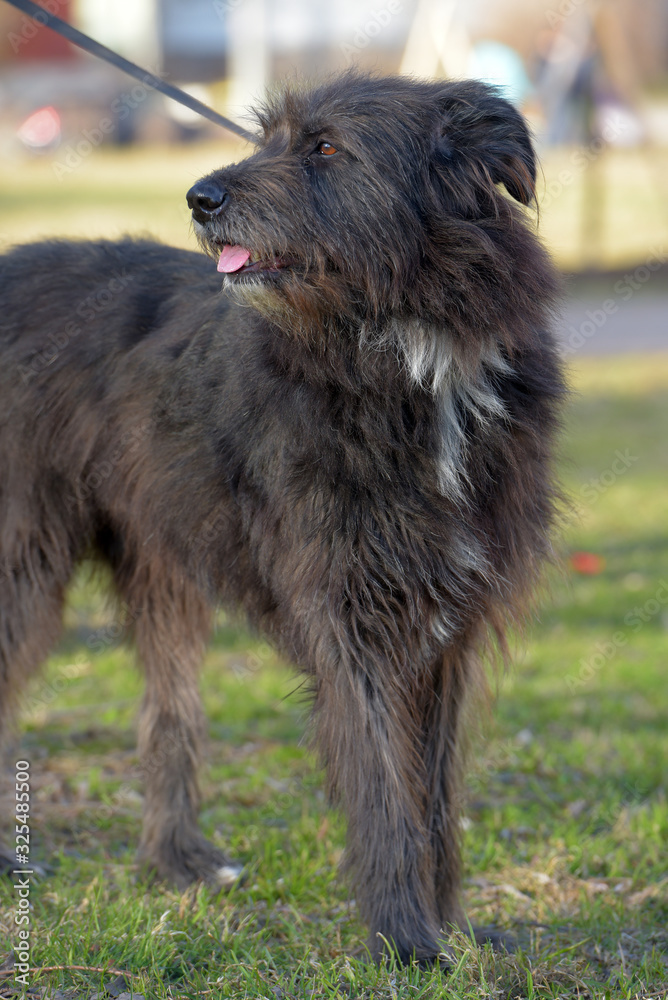 Fototapeta premium dog mestizo terrier for a walk in the summer
