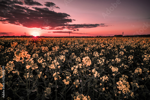 Rapsfeld Sonnenuntergang
