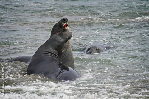 Elephant seals on the beach
