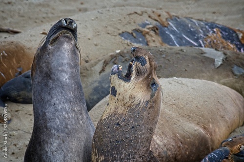 Elephant seals on the beach