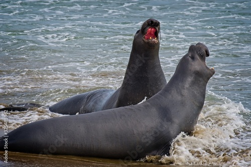 Elephant seals on the beach