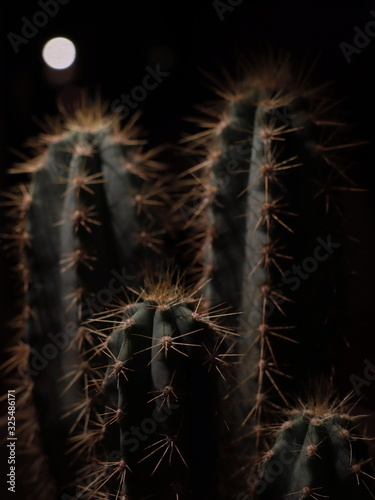 cactus on black background