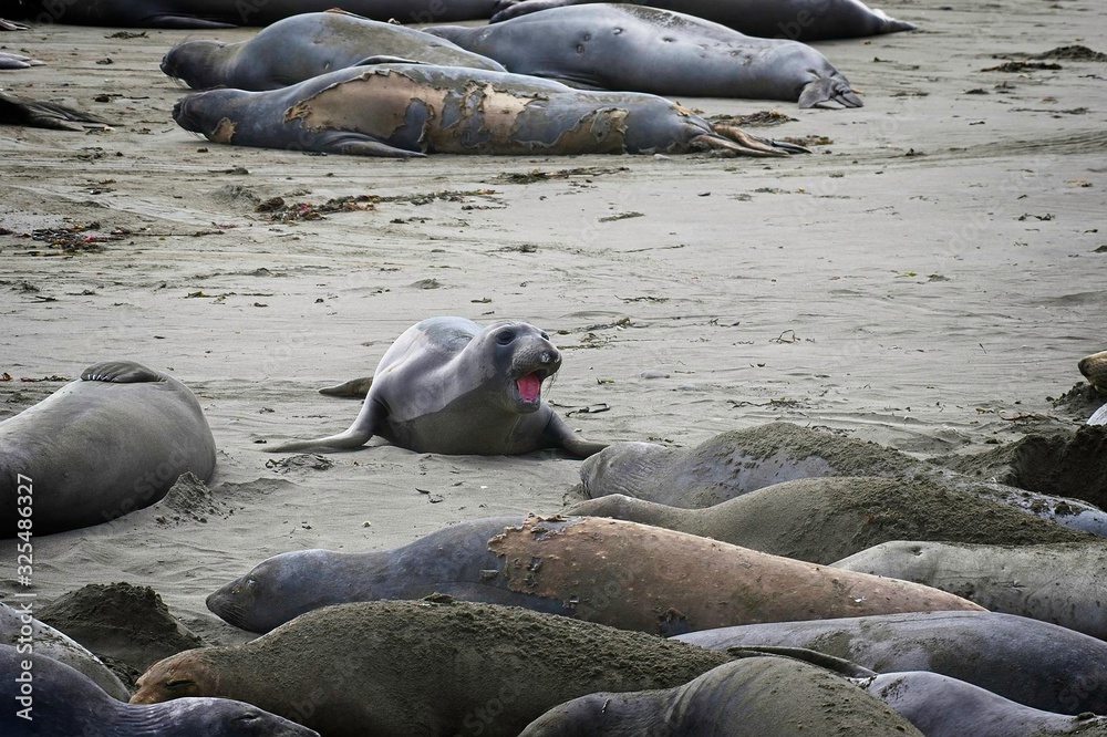 Fototapeta premium Elephant seals on the beach