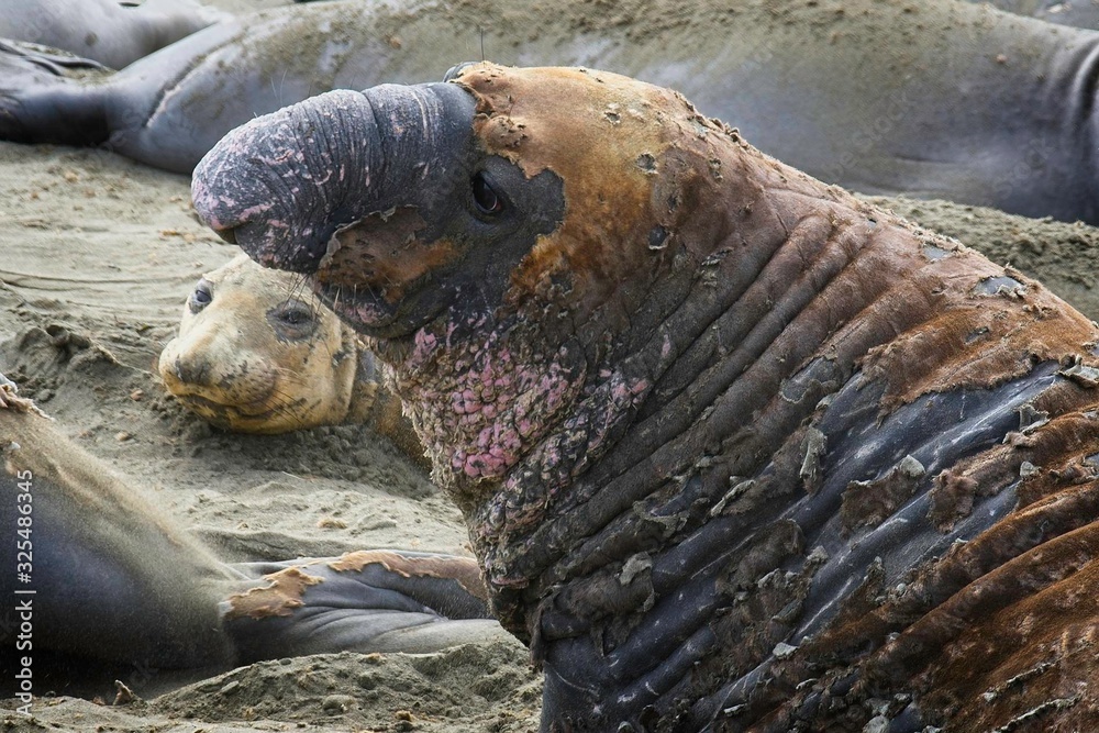 Naklejka premium Elephant seals on the beach