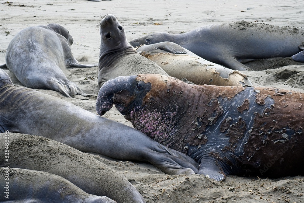 Fototapeta premium Elephant seals on the beach