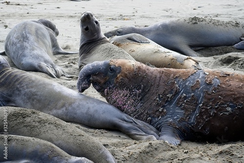 Elephant seals on the beach
