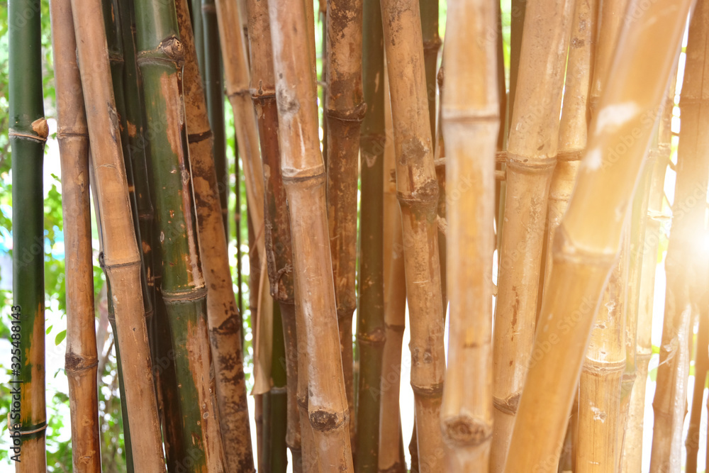 Fototapeta premium background of bamboo