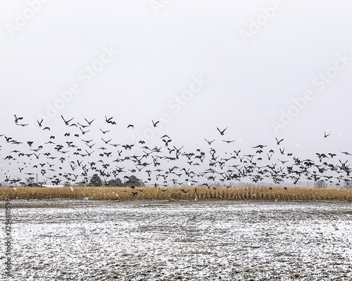 A flock of geese taking off from a wheat field in winter.
