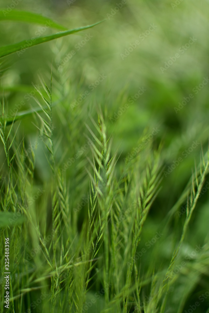 Beautiful blooming green grass with beautiful ears of corn. Beautiful blooming green grass with beautiful ears of corn.