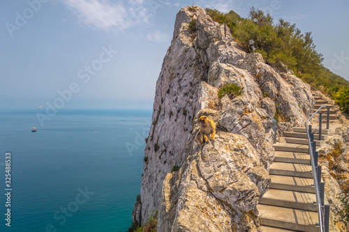 Monkey high upon a rock in Gibraltar