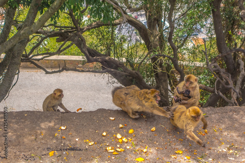Monkeys fighting in Gibraltar
