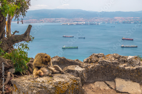 Monkey grooming with bay view in Gibraltar