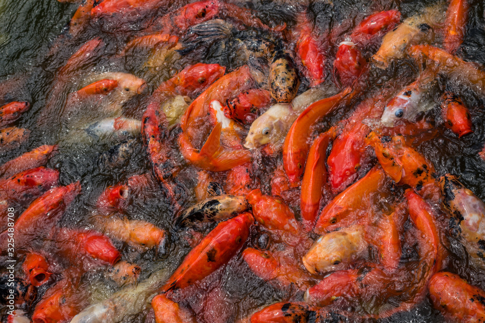 Crowded pool full of red and white koi carp Crowded pool full of red and white koi carp