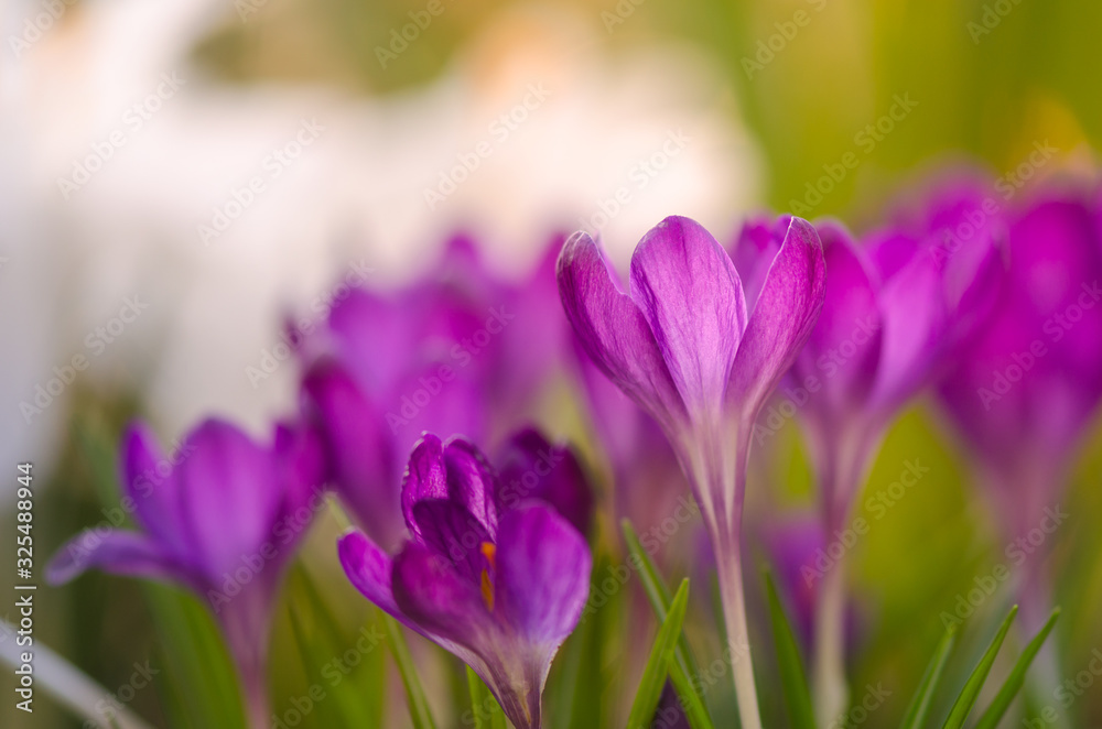 Pink crocuses close-up with shallow depth of field Pink crocuses close-up with shallow depth of field