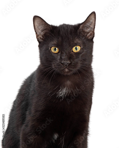 Black Domestic Cat Looking Forward Closeup