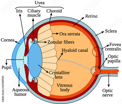 Anatomy of the human eye. This vector is useful for brochures, printed book, ebook, digital book, poster, etc.