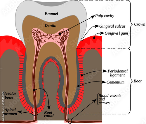 Infographic with the parts of a human tooth. Tooth anatomy. Illustration with pastel colors on a white background. This vector is useful for brochures, printed book, ebook, digital book, poster, ebook