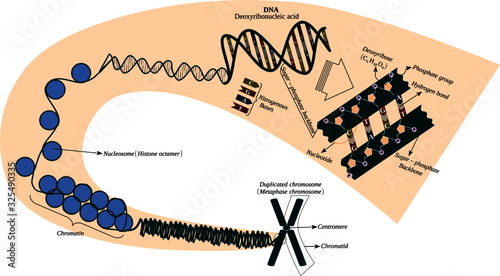 Parts of the chromosome: deoxyribonucleic acid (DNA), centromere, chromatid, chromatin, , deoxyribose, histone, hydrogen bond, nitrogenous bases, nucleosome, nucleotide, phosphate group, sugar phospha photo