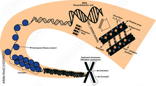 Parts of the chromosome: deoxyribonucleic acid (DNA), centromere, chromatid, chromatin, , deoxyribose, histone, hydrogen bond, nitrogenous bases, nucleosome, nucleotide, phosphate group, sugar phospha