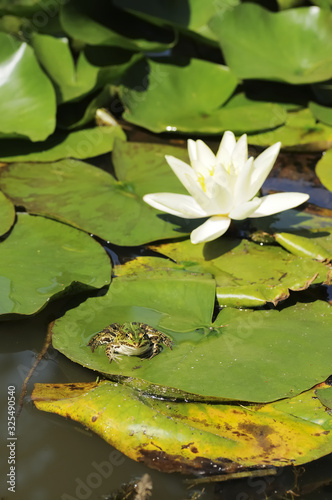 Frog on big green leaf and nymphaea alba, also known as the European white water lily or rose or nenuphar.
