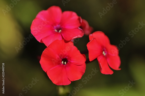 Phlox drummondii (commonly annual phlox or Drummond's phlox) is a flowering plant in the genus Phlox of the family Polemoniaceae. Three red flowers on a blurred background.