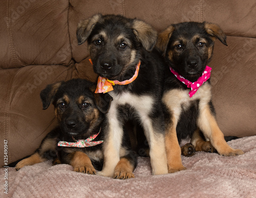 Three german shepherd mix puppies wearing bow ties
