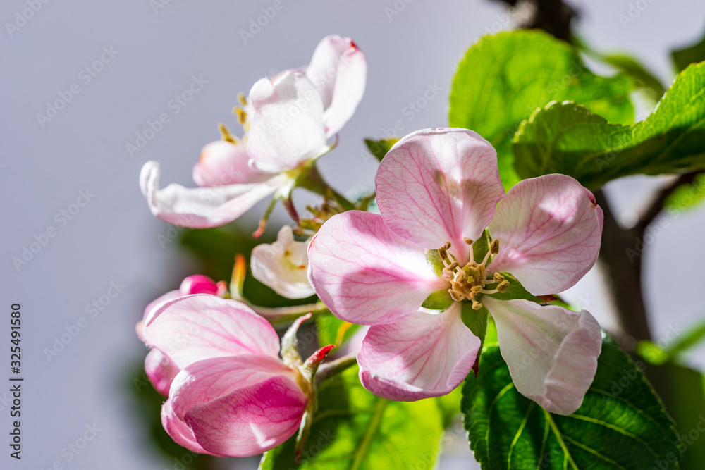 Apple tree blossoms in spring. bright pink flowers. Lot of bloom in the branch, natural environment background.