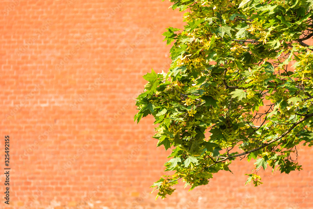 Maple branch with green leaves on a brick wall background - copy space Maple branch with green leaves on a brick wall background - copy space