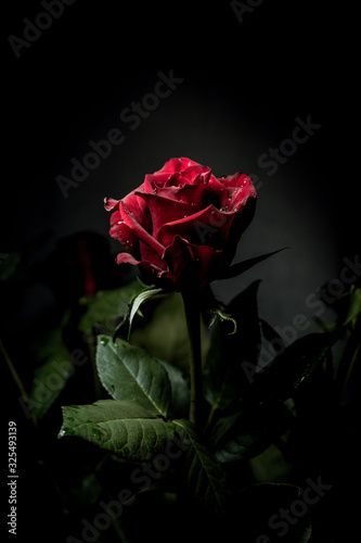 Fototapeta Naklejka Na Ścianę i Meble -  red rose flower close-up on a dark background. Rose petals close-up. Holiday greetings concept