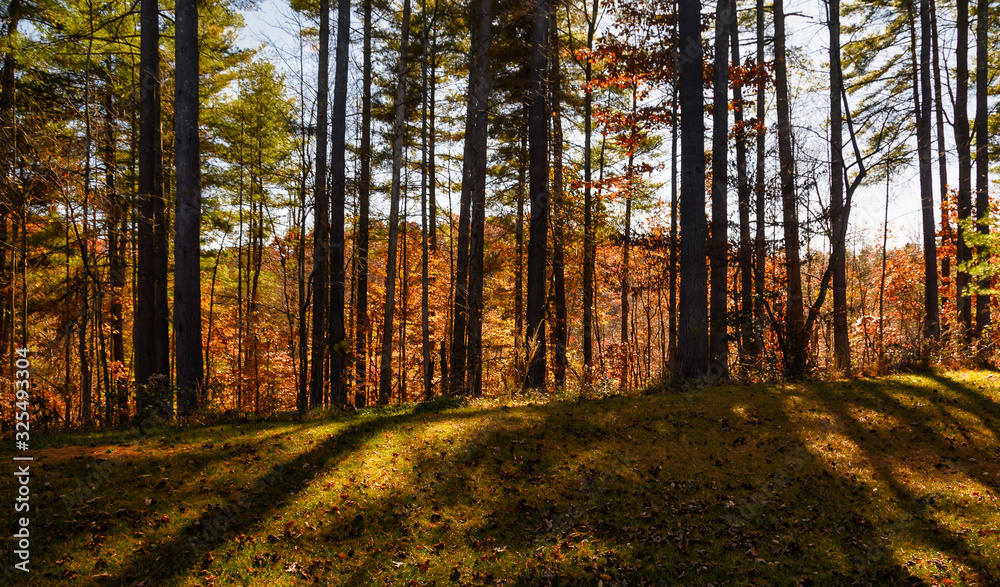 Obraz premium Stunning Colors of Autumn Hidden Deep in the Green Forest