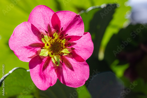 die Blüte einer Erdbeerpflanze (Immertragende Ziererdbeere)
