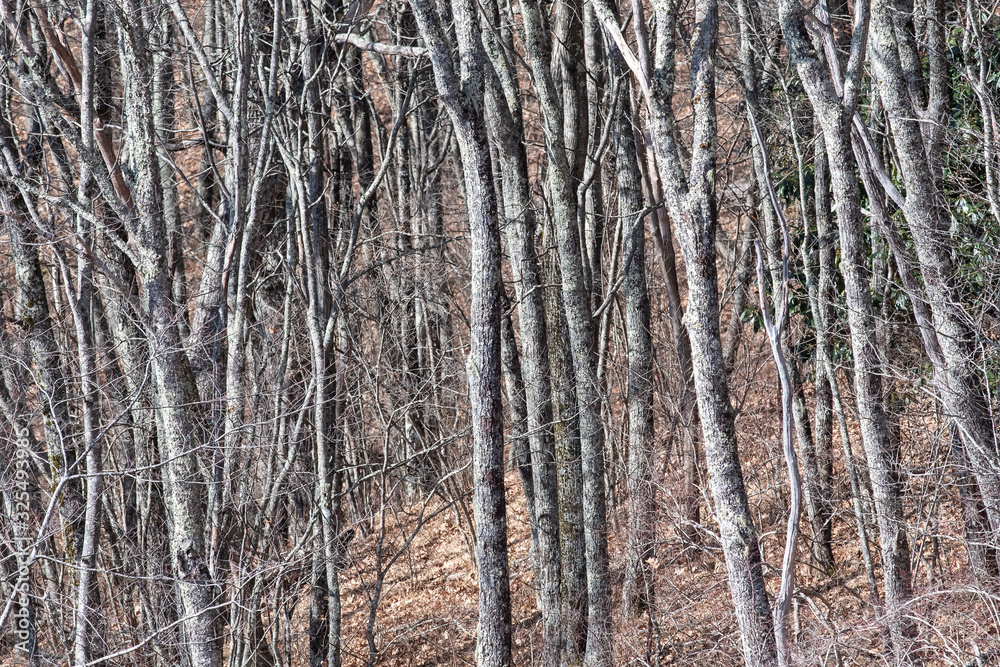 Fototapeta premium Lichen Covered Forest as If Existing in a Fantasy World