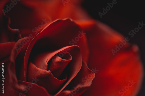 Fototapeta Naklejka Na Ścianę i Meble -  red rose flower close-up on a dark background. Rose petals close-up. Holiday greetings concept