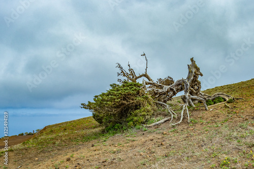 Gnarled Giant juniper trees twisted by strong winds. Trunks creep on the ground. El Sabinar, Island of El Hierro