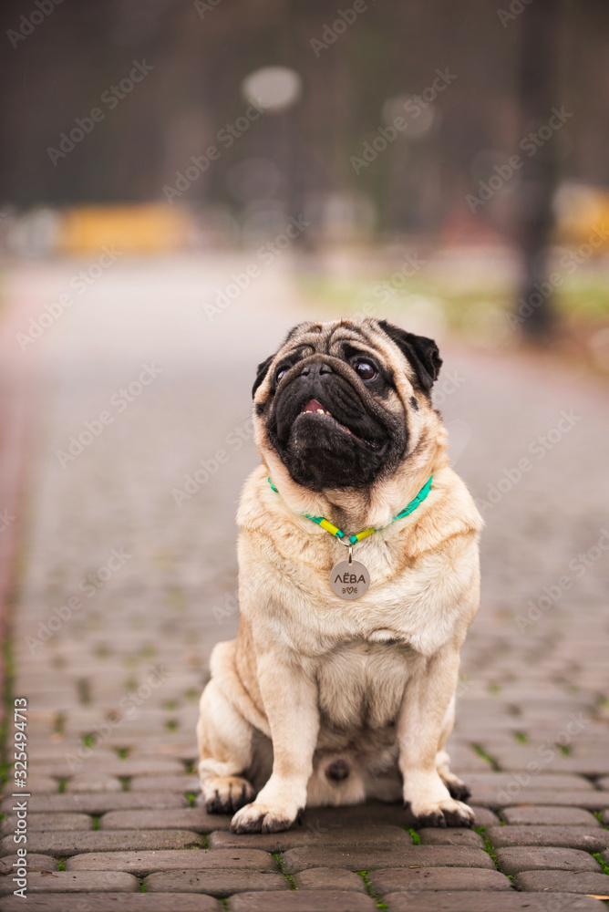 Obraz premium Pug for a walk in the park