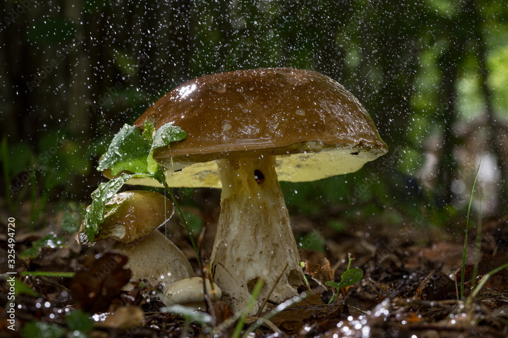 Fototapeta premium Boletus edulis. Penny bun, cep, porcino or porcini is a basidiomycete wild fungus. Brown mushroom, natural environment background