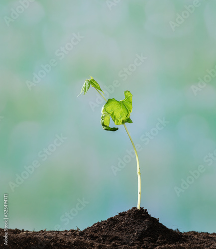 Photo bean seed germination in ground with green defocused background