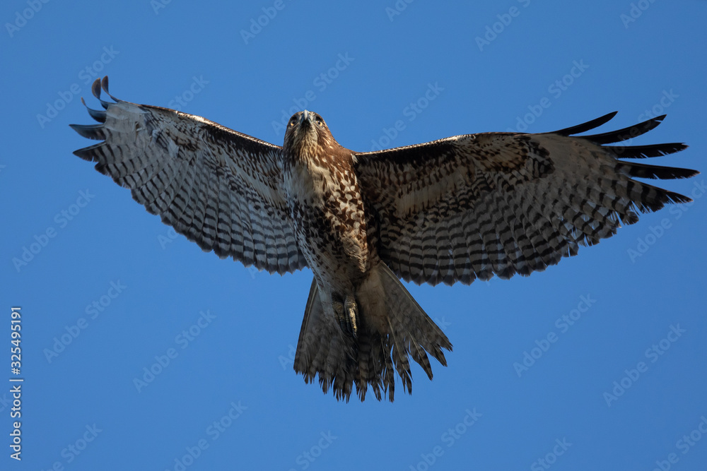 Fototapeta premium Red-tailed hawk flying, seen in the wild in North California 