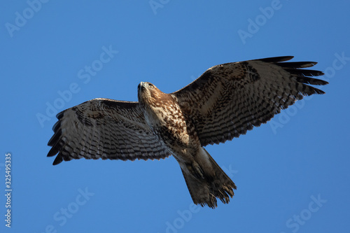 Red-tailed hawk flying, seen in the wild in North California 