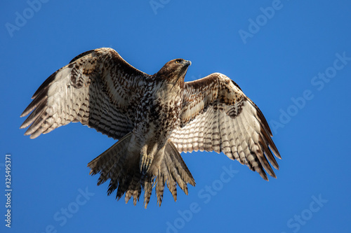 Red-tailed hawk flying, seen in the wild in North California 