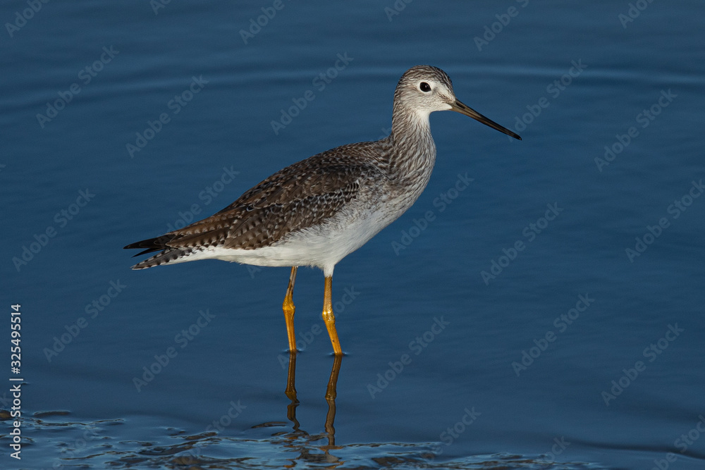 Grey-tailed tattler , seen in a North California marsh Grey-tailed tattler , seen in a North California marsh