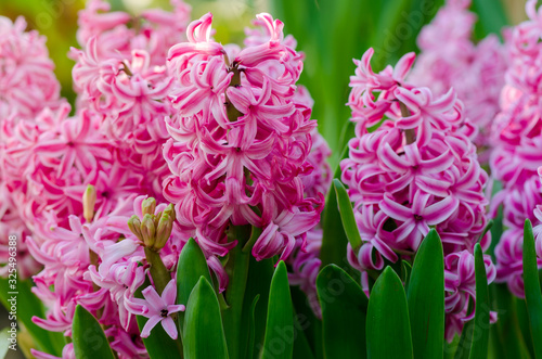 Pink common hyacinth, garden hyacinth, Dutch hyacinth