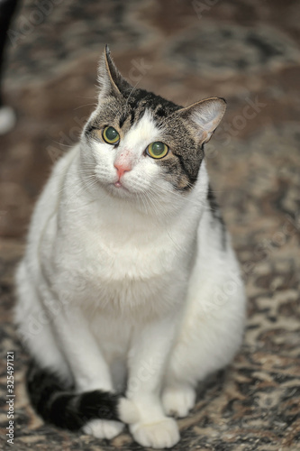 white and brown shorthair cat