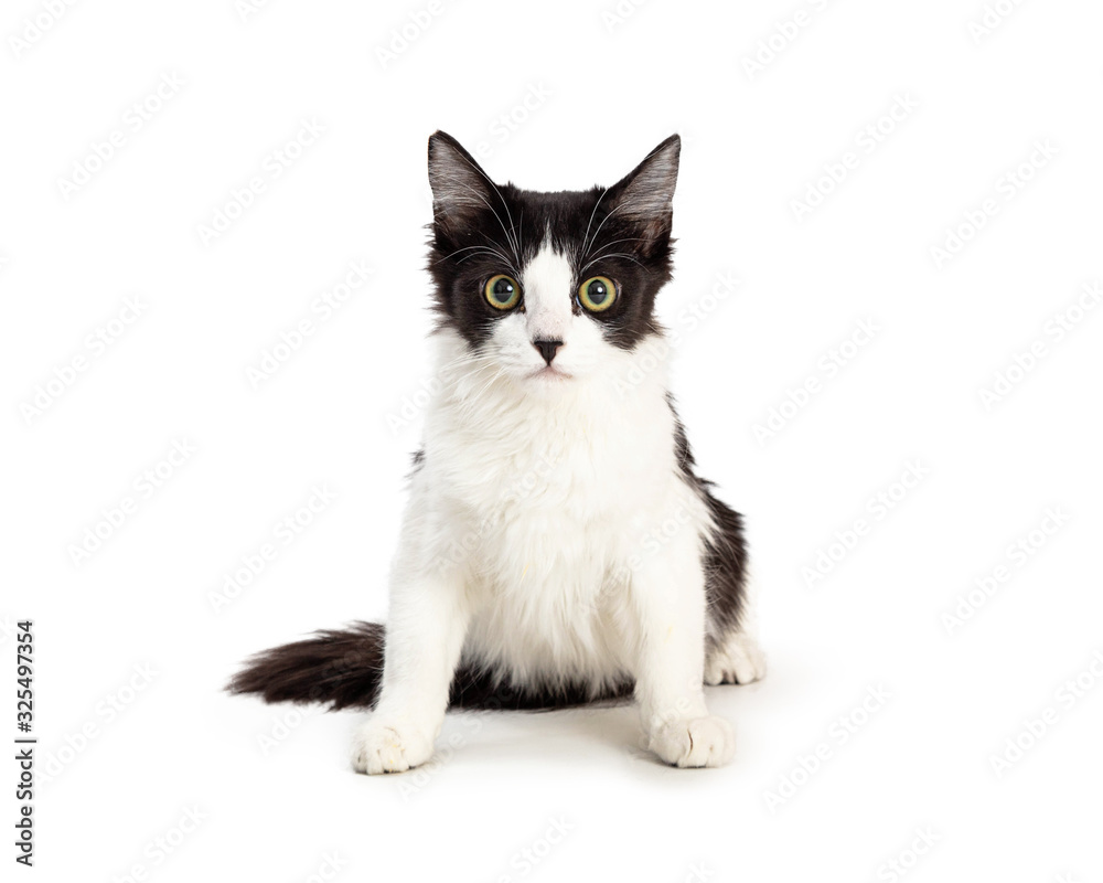 Domestic Medium Hair Black and White Kitten