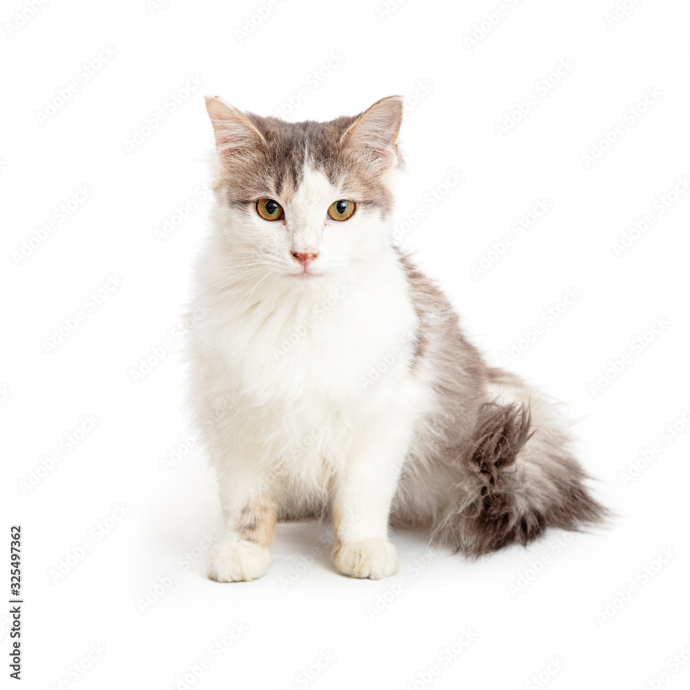 Domestic Medium Hair Grey and White Cat