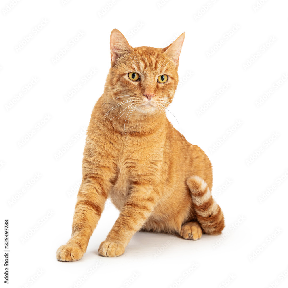 Orange Domestic Shorthair Tabby Cat Sitting