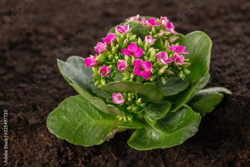 Kalanchoe plant with pink flowers on soil
