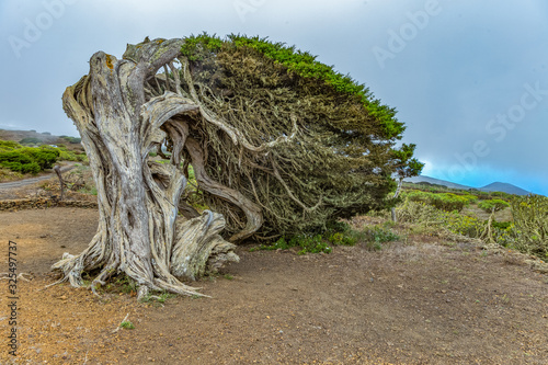 Gnarled Giant juniper trees twisted by strong winds. Trunks creep on the ground. El Sabinar  Island of El Hierro