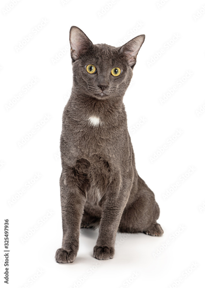 Pretty Grey Kitty Sitting on White Pretty Grey Kitty Sitting on White