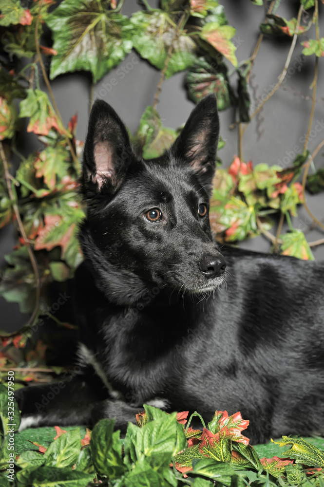 black dog mestizo on a background of green black dog mestizo on a background of green